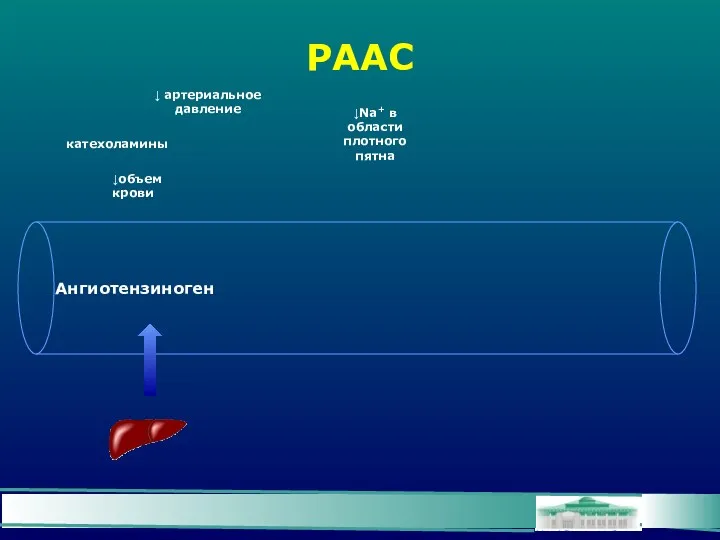 РААС Ангиотензиноген катехоламины ↓ артериальное давление ↓объем крови ↓Na+ в области плотного пятна