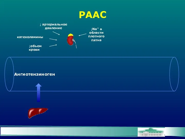 РААС Ангиотензиноген катехоламины ↓ артериальное давление ↓объем крови ↓Na+ в области плотного пятна