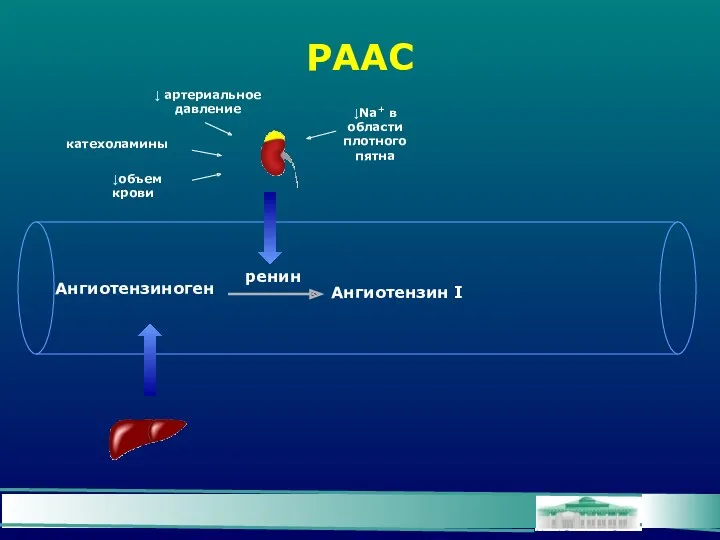 РААС Ангиотензиноген Ангиотензин I ренин катехоламины ↓ артериальное давление ↓объем крови ↓Na+ в области плотного пятна