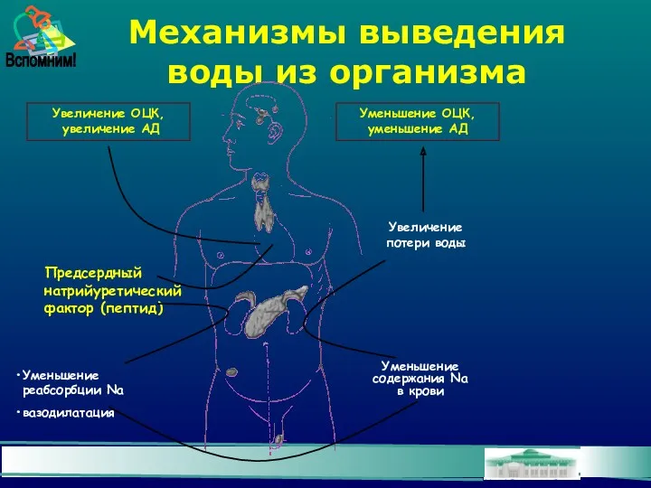 Механизмы выведения воды из организма Уменьшение ОЦК, уменьшение АД Предсердный