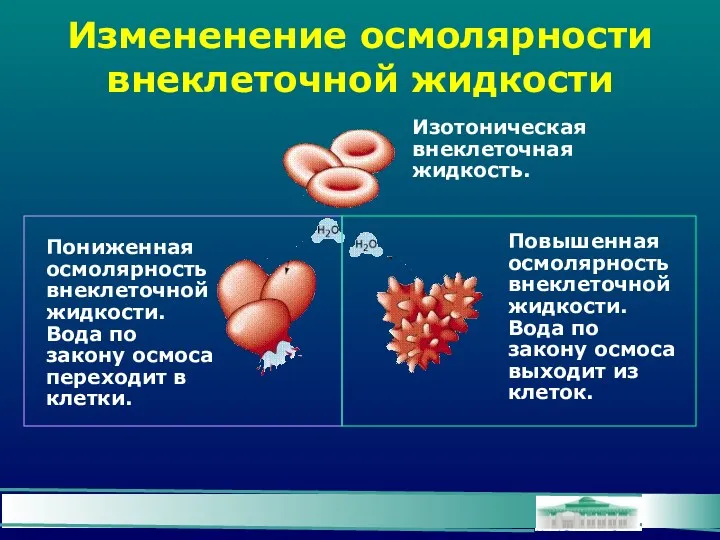 Измененение осмолярности внеклеточной жидкости Пониженная осмолярность внеклеточной жидкости. Вода по