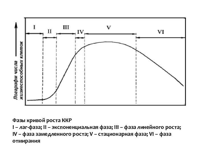 Фазы кривой роста ККР I – лаг-фаза; II – экспоненциальная