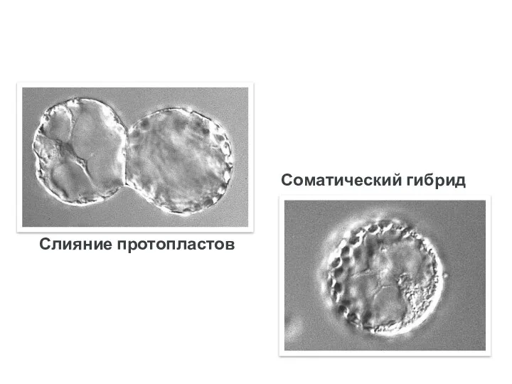 Слияние протопластов Соматический гибрид