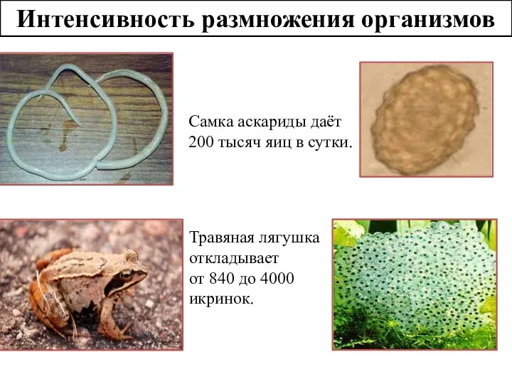 Самка аскариды даёт 200 тысяч яиц в сутки. Интенсивность размножения