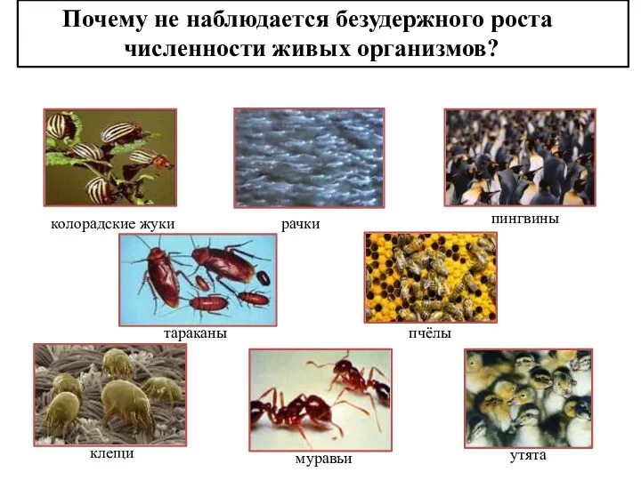 Почему не наблюдается безудержного роста численности живых организмов? рачки колорадские