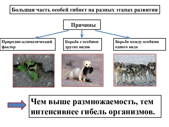 Большая часть особей гибнет на разных этапах развития Причины Природно-климатический