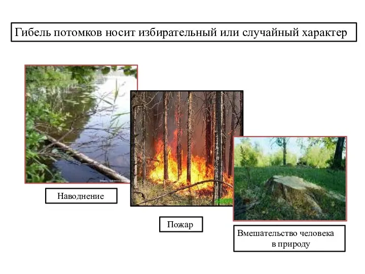 Гибель потомков носит избирательный или случайный характер Наводнение Пожар Вмешательство человека в природу