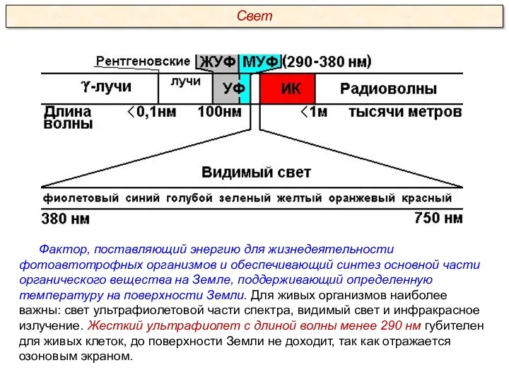 Фактор, поставляющий энергию для жизнедеятельности фотоавтотрофных организмов и обеспечивающий синтез