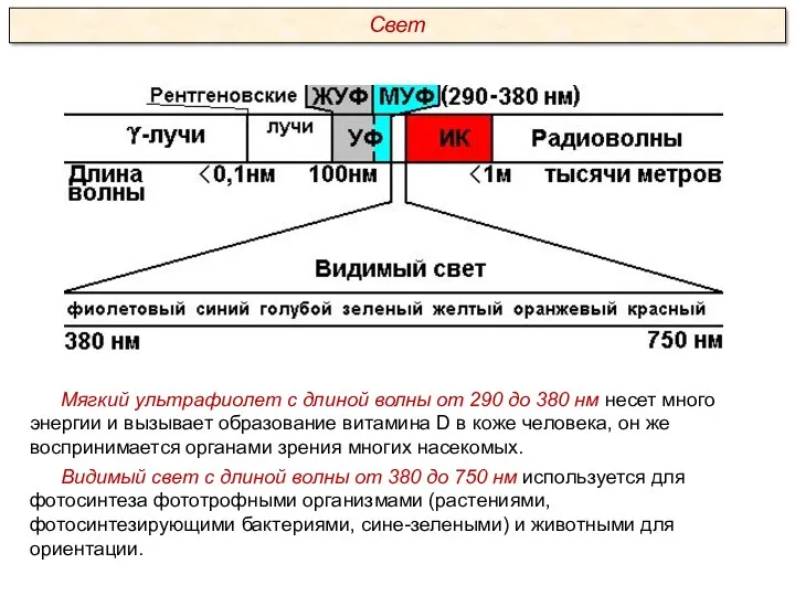 Мягкий ультрафиолет с длиной волны от 290 до 380 нм