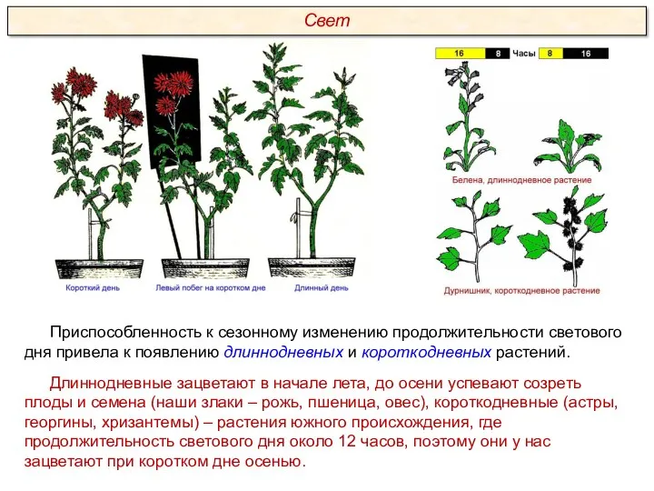 Приспособленность к сезонному изменению продолжительности светового дня привела к появлению