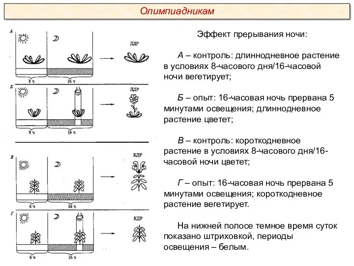 Эффект прерывания ночи: А – контроль: длиннодневное растение в условиях