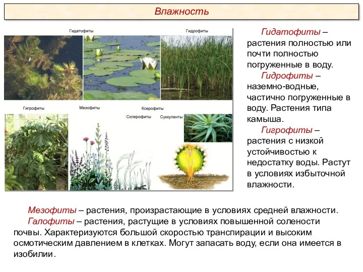 Мезофиты – растения, произрастающие в условиях средней влажности. Галофиты –