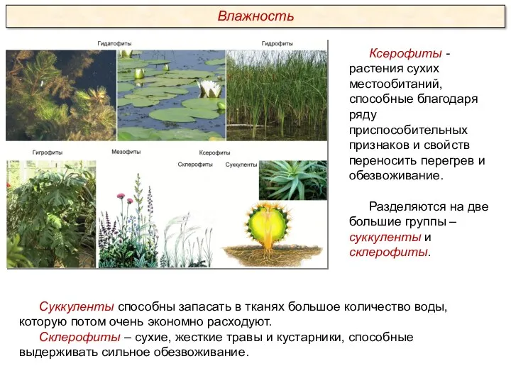 Суккуленты способны запасать в тканях большое количество воды, которую потом