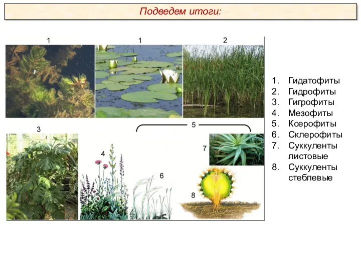 Гидатофиты Гидрофиты Гигрофиты Мезофиты Ксерофиты Склерофиты Суккуленты листовые Суккуленты стеблевые Подведем итоги: