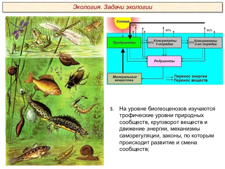 На уровне биогеоценозов изучаются трофические уровни природных сообществ, круговорот веществ