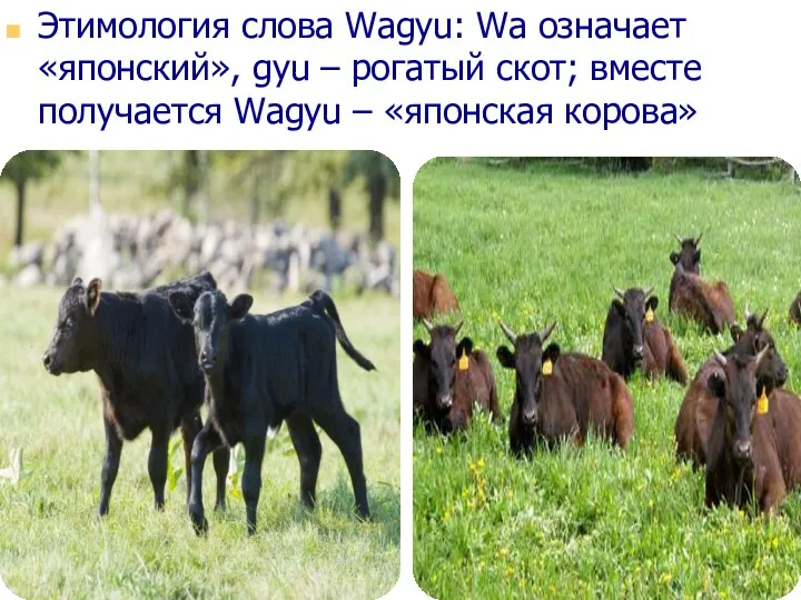Этимология слова Wagyu: Wa означает «японский», gyu – рогатый скот; вместе получается Wagyu – «японская корова»