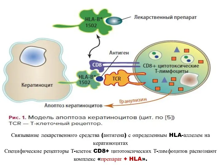 Связывание лекарственного средства (антигена) с определенным HLA-аллелем на кератиноцитах Специфические