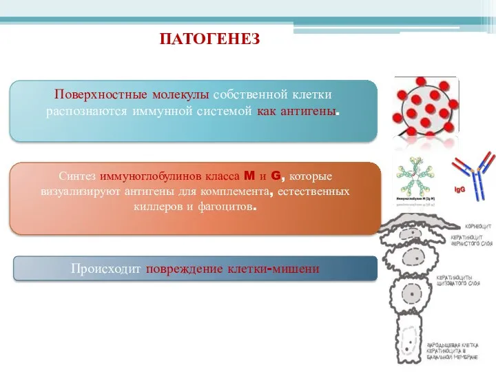 ПАТОГЕНЕЗ Поверхностные молекулы собственной клетки распознаются иммунной системой как антигены.