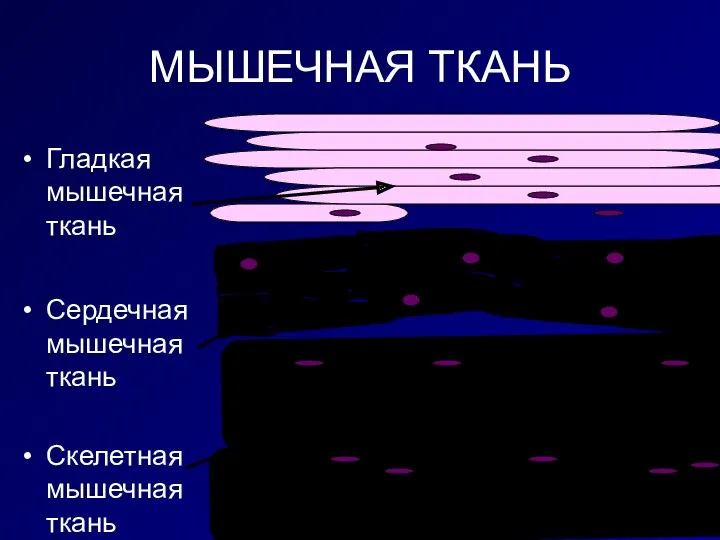 MЫШЕЧНАЯ ТКАНЬ Гладкая мышечная ткань Сердечная мышечная ткань Скелетная мышечная ткань