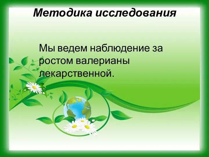 Методика исследования Мы ведем наблюдение за ростом валерианы лекарственной.