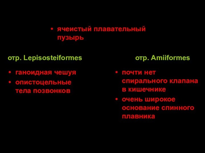 ячеистый плавательный пузырь отр. Amiiformes отр. Lepisosteiformes ганоидная чешуя опистоцельные тела позвонков почти