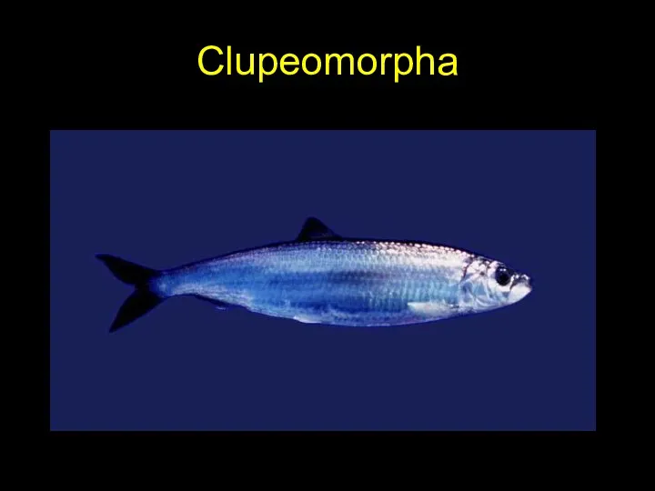 Clupeomorpha