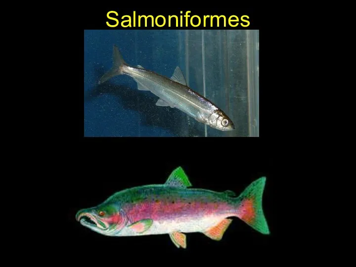 Salmoniformes