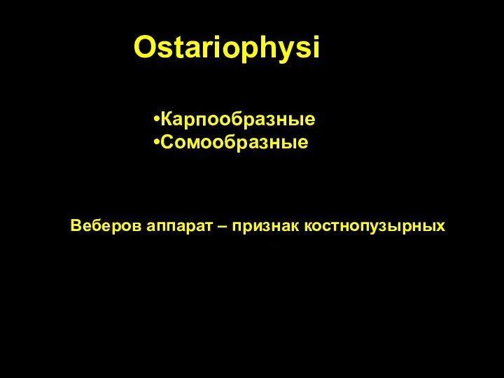 Ostariophysi Карпообразные Сомообразные Веберов аппарат – признак костнопузырных