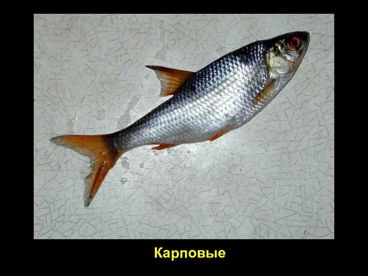 Карповые