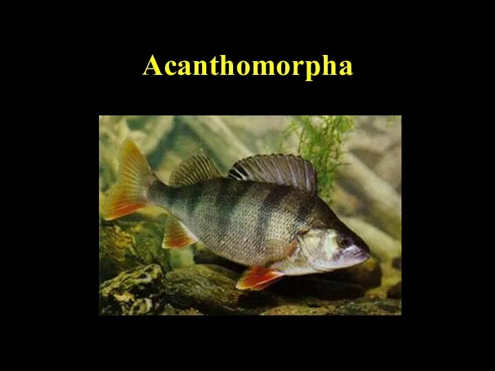 Acanthomorpha