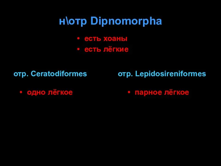 н\отр Dipnomorpha одно лёгкое отр. Ceratodiformes отр. Lepidosireniformes есть хоаны есть лёгкие парное лёгкое