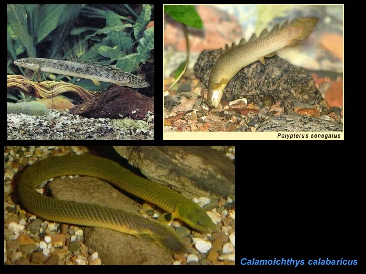 Calamoichthys calabaricus