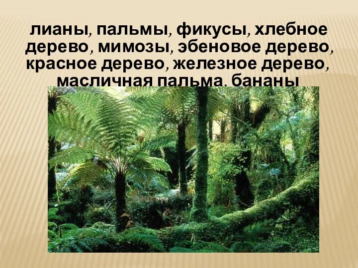 лианы, пальмы, фикусы, хлебное дерево, мимозы, эбеновое дерево, красное дерево, железное дерево, масличная пальма, бананы