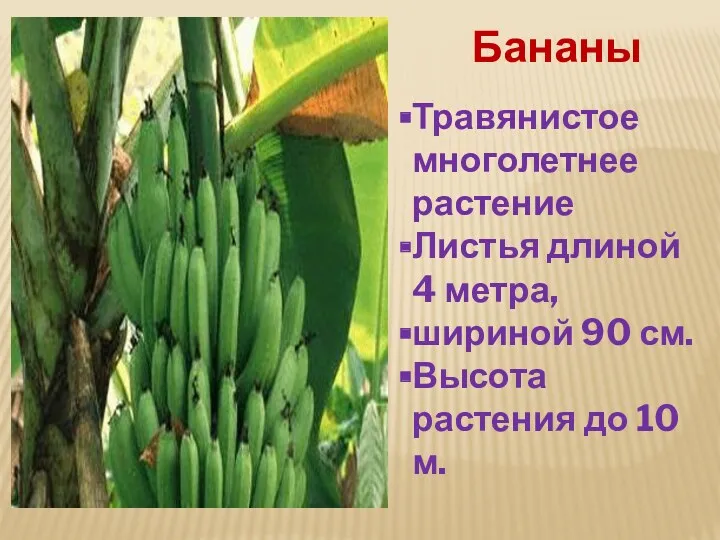 Бананы Травянистое многолетнее растение Листья длиной 4 метра, шириной 90 см. Высота растения до 10 м.