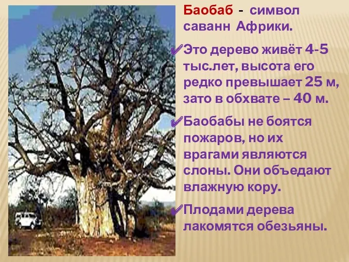 Баобаб - символ саванн Африки. Это дерево живёт 4-5 тыс.лет,