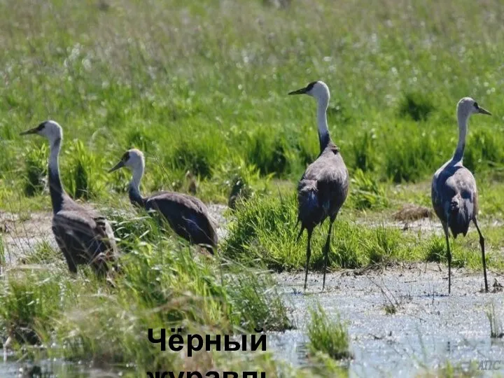 Красавка (малый журавль) Серый журавль Чёрный журавль