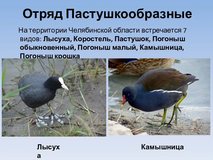 Отряд Пастушкообразные На территории Челябинской области встречается 7 видов: Лысуха, Коростель, Пастушок, Погоныш