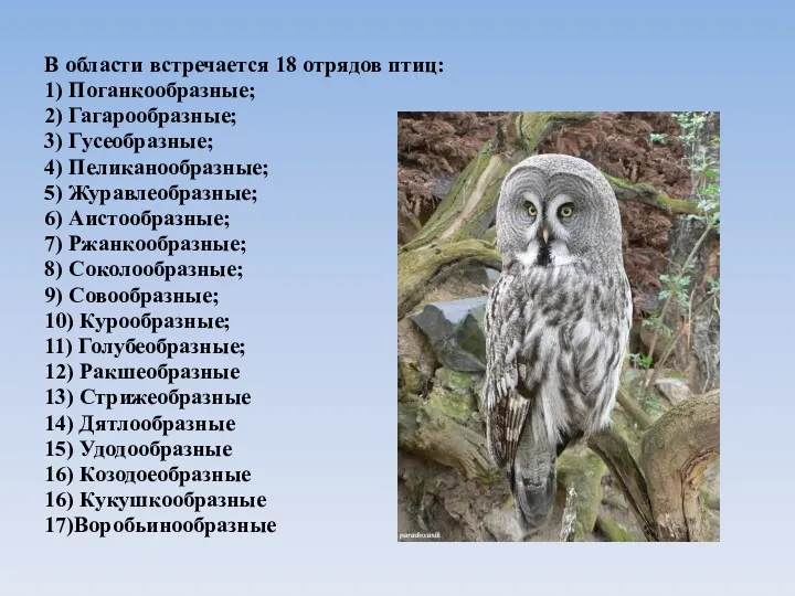 В области встречается 18 отрядов птиц: 1) Поганкообразные; 2) Гагарообразные; 3) Гусеобразные; 4)