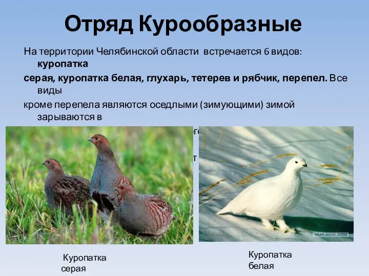 Отряд Курообразные На территории Челябинской области встречается 6 видов: куропатка серая, куропатка белая,