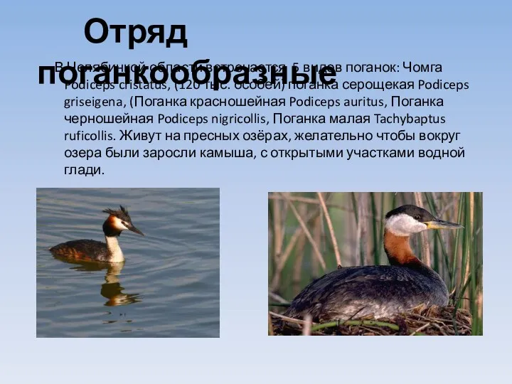 В Челябинкой области встречается 5 видов поганок: Чомга Podiceps cristatus, (120 тыс. особей)