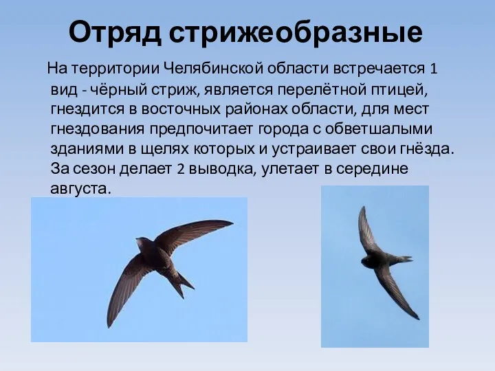 Отряд стрижеобразные На территории Челябинской области встречается 1 вид - чёрный стриж, является