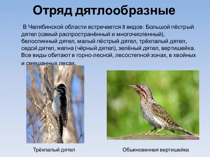 Отряд дятлообразные В Челябинской области встречается 8 видов: Большой пёстрый дятел (самый распространённый