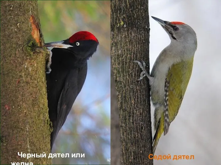 Черный дятел или желна Седой дятел