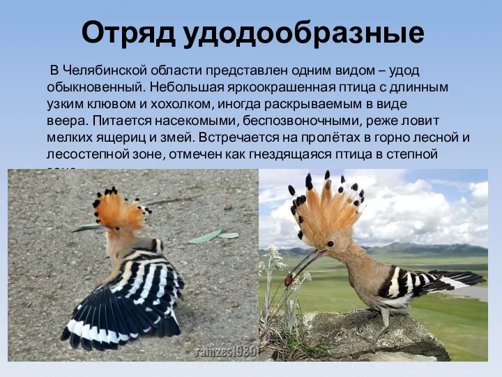 Отряд удодообразные В Челябинской области представлен одним видом – удод обыкновенный. Небольшая яркоокрашенная