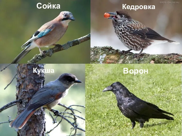 Сойка Ворон Кукша Кедровка