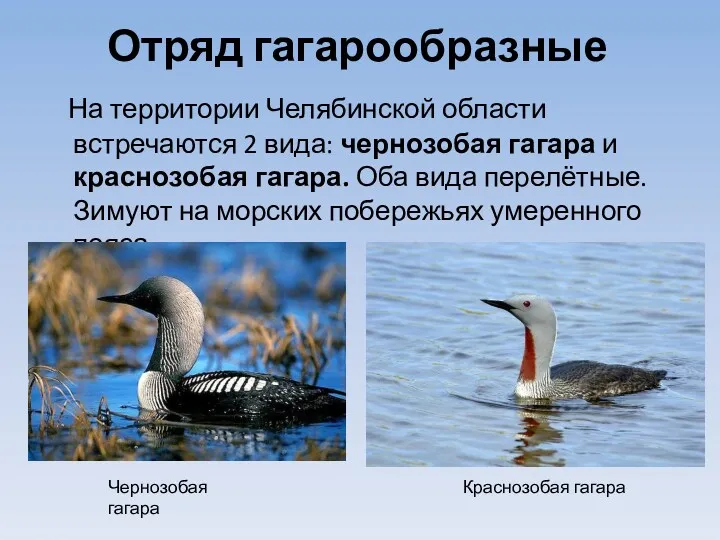 Отряд гагарообразные На территории Челябинской области встречаются 2 вида: чернозобая гагара и краснозобая