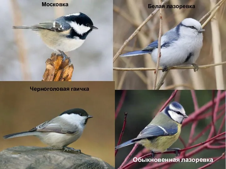 Московка Черноголовая гаичка Белая лазоревка Обыкновенная лазоревка