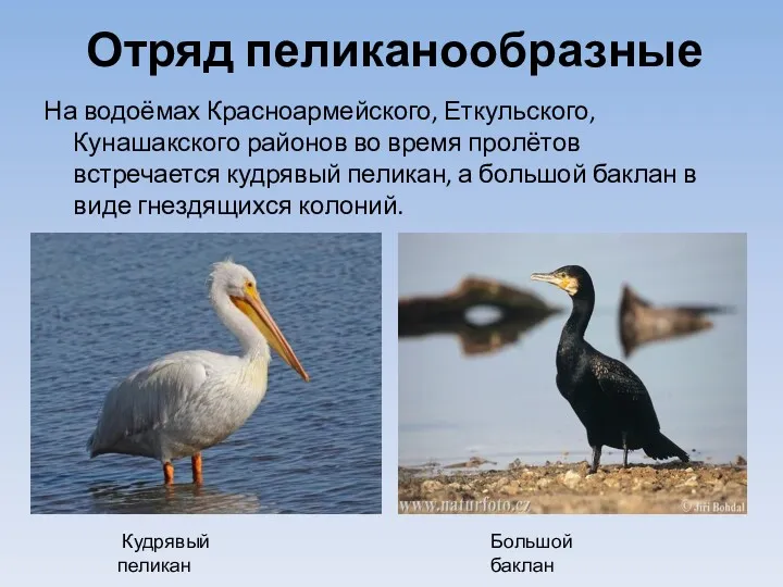 Отряд пеликанообразные На водоёмах Красноармейского, Еткульского, Кунашакского районов во время пролётов встречается кудрявый