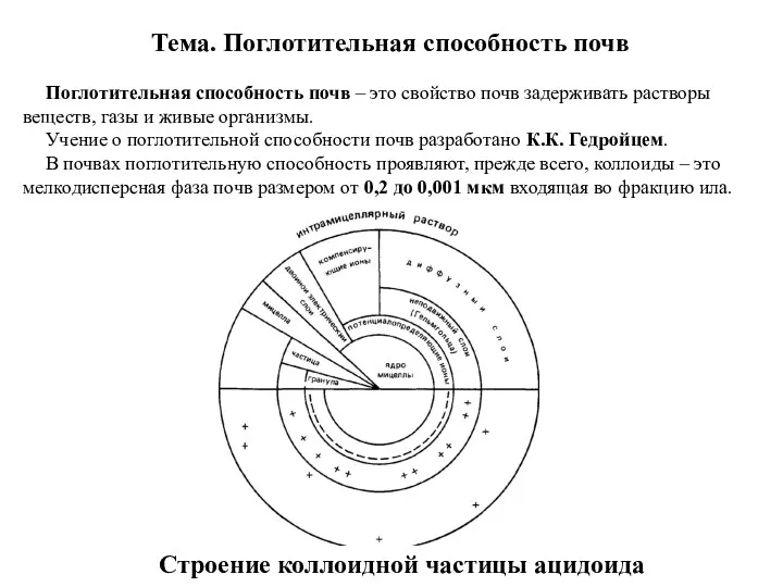 Строение коллоидной частицы ацидоида Тема. Поглотительная способность почв Поглотительная способность