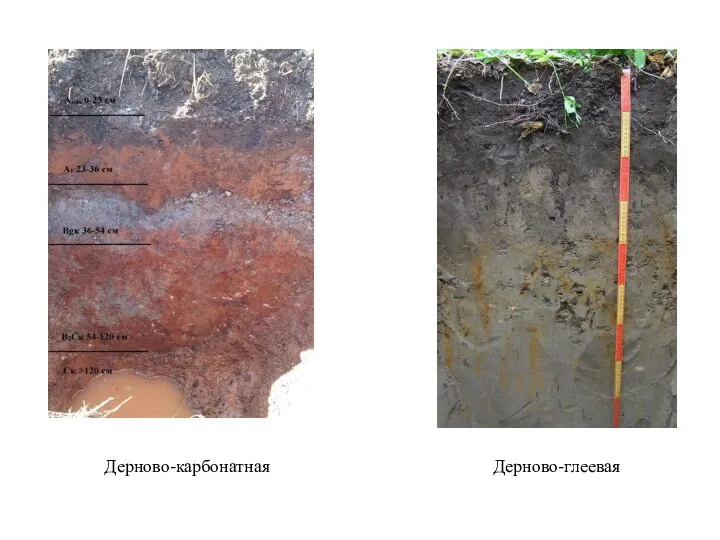 Дерново-карбонатная Дерново-глеевая